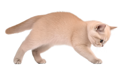 Cute beige kitten walking on a transparent background