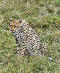 Alert Cheetah Mother Sitting on Grassland