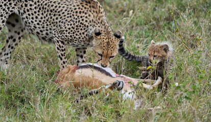 Cheetah Mother Feeding While Cub Observes the Kill