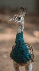 Obraz premium Baby Peacock