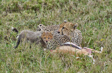 Cheetah Mother and Cub with Fresh Kill on African Grassland