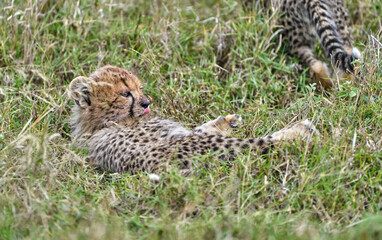 Cheetah Cub Resting on Grass with Tongue Out