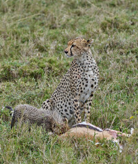 Alert Cheetah Mother Standing Guard While Cubs Feed