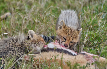 Cheetah Cubs Feeding on Fresh Kill in the Wild