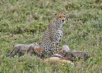 Cheetah Mother Watching Over Cubs While Feeding on Prey