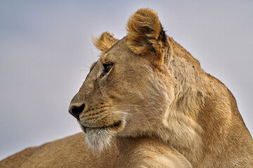 Close-Up Portrait of Lioness Looking into Distance