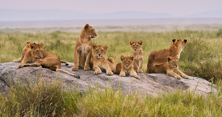 Eight Lions Together on a Kopje in the Serengeti