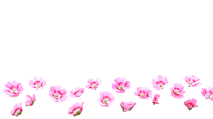 Bright pink flowers with transparent background for design