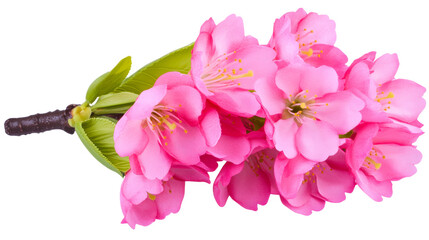 Pink artificial cherry blossom bouquet on clear background