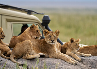 Young Lions Resting Near Safari Vehicle in the Serengeti © Arakawa27