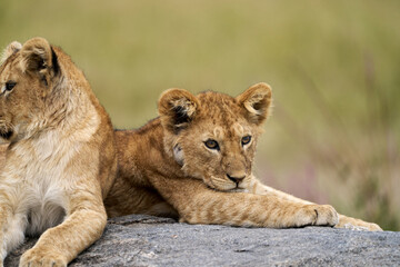 Thoughtful Lion Cub Resting on Rock in Serengeti, Tanzania
