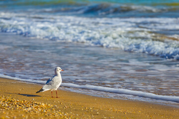 closeup white seagull on sandy sea beach