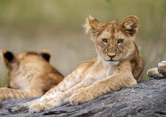 Lion Cub Resting on Rock in Serengeti, Tanzania