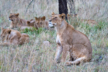 Alert Lioness Watching Over Resting Pride in Serengeti, Tanzania