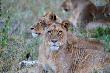 Lioness with Scar Staring at Camera in Serengeti, Tanzania