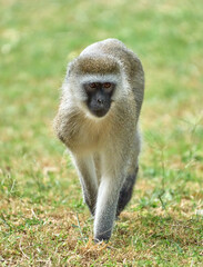 Vervet Monkey Walking on Grass in Tanzania © Arakawa27