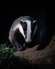 Badger Hunting at Night Dark Moody Lighting