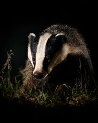 Night Hunting Badger Dark Moody Lighting High Contrast