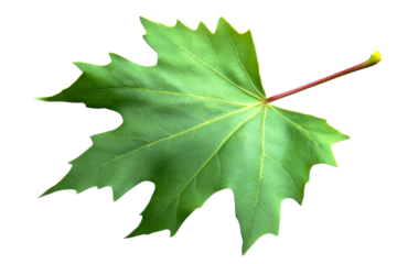 Green maple leaf on transparent background with detailed texture