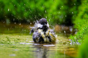 Great Tit (Parus major) bathing in shallow water, The Netherlands