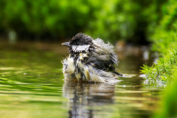 Great Tit (Parus major) bathing in shallow water, The Netherlands.