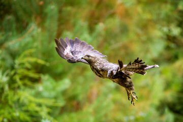 Common Buzzard (Buteo buteo) flying in forest, The Netherlands.