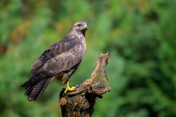 Common Buzzard (Buteo buteo) adult standing on a dead branch,  The Netherlands.
