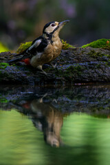 Great spotted woodpecker (Dendrocopos major) drinking water at pond edge with reflection, Netherlands.