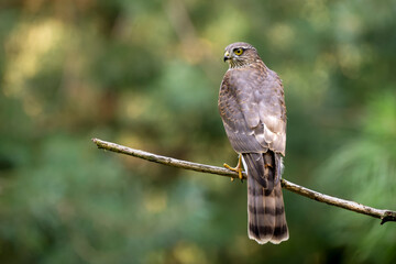 Eurasian Sparrowhawk (Accipiter nisus) perched on a tree branch, The Netherlands