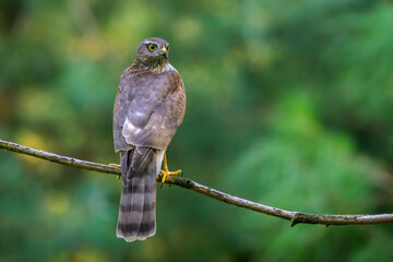 Eurasian Sparrowhawk (Accipiter nisus) perched on a tree branch, The Netherlands