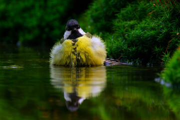 Great Tit (Parus major) bathing in shallow water, with fluffy feathers, The Netherlands.