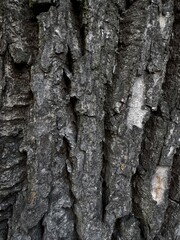 Tree bark texture, nature photo