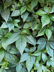 Green leaves nature photo, leaf texture
