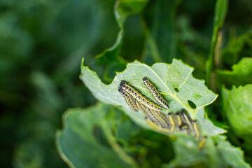 A lot of caterpillars eating Brussels sprout leaves, close-up