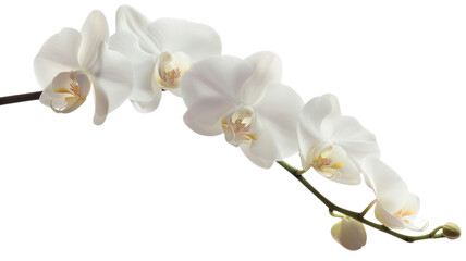 A branch of white orchid bloom