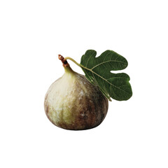 Fresh Green Fig with Leaf Isolated on White Background