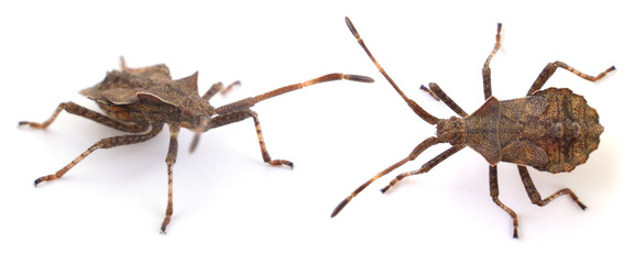 Shield beetle isolated.