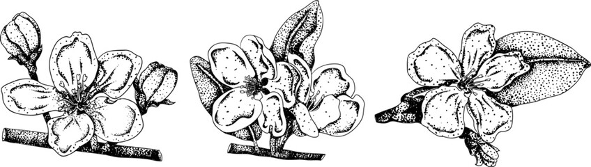 Engraving apples, perfect for educational or botanical or food designs. High quality illustration.	