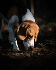 Beagle sniffing the ground in a forest dramatic lighting