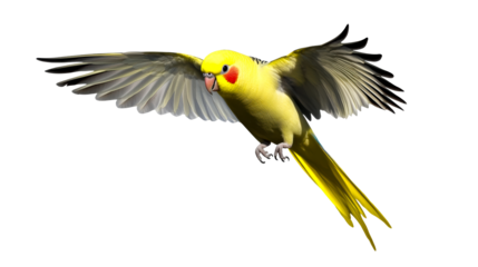Colorful parakeet flying with wings spread, transparent bg