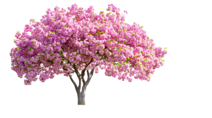 Vibrant flowering tree with pink blossoms in springtime bloom