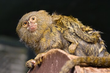 Pygmy Marmoset (Callithrix pygmaea) in Olomouc Zoo. Czech Republic. Europe.