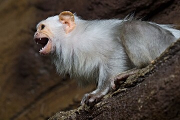 Silvery Marmoset (Callithrix argentata) in Olomouc Zoo. Czech Republic. Europe.