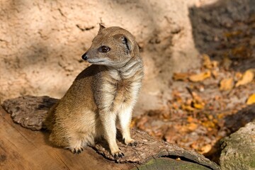 Yellow Mongoose (Cynictis penicillata) in Olomouc Zoo. Czech Republic. Europe.