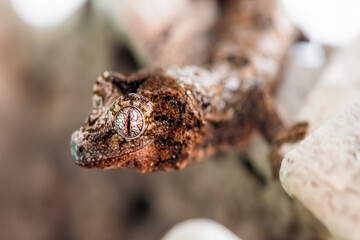 Portrait of a young Short-Snouted Giant Gecko 
