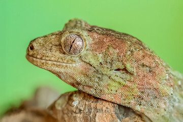 Portrait of a Short-Snouted Giant Gecko 