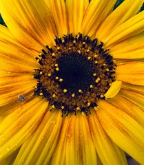 sunflower close up