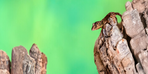 Young Short-Snouted Giant Gecko 