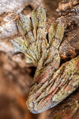 Top view of a detail of the paw of a of a Short-Snouted Giant Gecko 