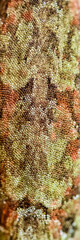Top view of a detail of the back skin of a Short-Snouted Giant Gecko 